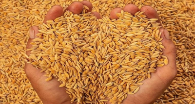 धान खरीद के लिए ऑनलाइन पोर्टल पर पंजीकरण शुरु